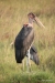 Marabou Stork, Okavango Delta