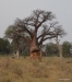 Baobob tree, Okavango Delta