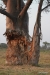 Elephant scars, Baobob tree, Okavango Delta