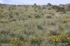 Yakima Rim Skyline Trail -- Wildflowers