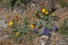 Yakima Rim Skyline Trail -- Wildflowers