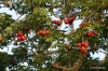 Yala National Park -- Fruiting tree