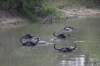Yala National Park -- Water Buffalo