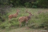 Yala National Park -- Spotted Deer