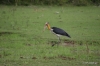 Yala National Park -- Stork