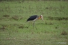 Yala National Park -- Stork