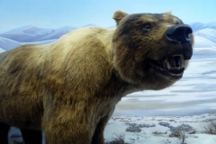 Yukon Beringia Center, Whitehorse.  Giant Short-faced bear