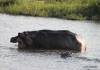 Zambezi River, hippos