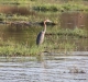 Zambezi River, stork