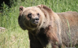 Golden B.C . Grizzly Bear Refuge (35)