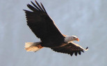 The Bald Eagles of Lake Couer d’Alene