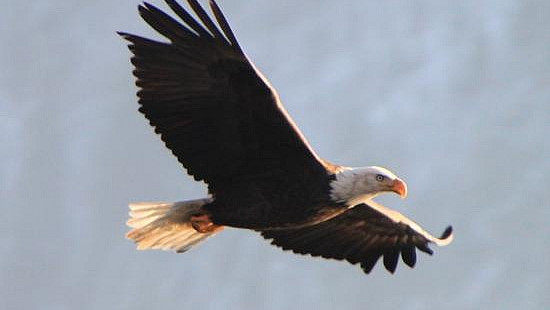The Bald Eagles of Lake Couer d’Alene