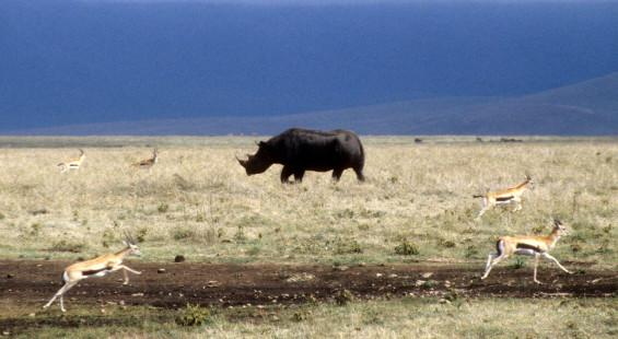 1999 Tanzania 001.  Ngorongoro Crater.  Black Rhino