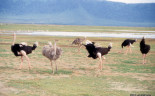 1999 Tanzania 044.  Ngorongoro Crater.  Ostrich