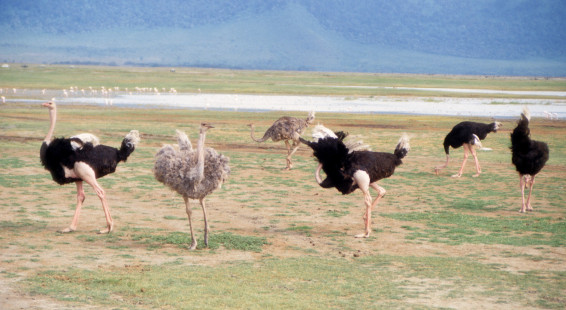 1999 Tanzania 044.  Ngorongoro Crater.  Ostrich