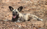 2013-48- December 06a Chobe-2011-288-African Wild Dogs