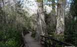 Florida Eveerglades Big Cypress Bend Boardwalk 2013 009