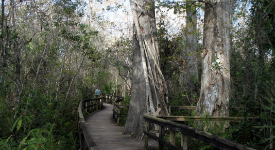 Florida Eveerglades Big Cypress Bend Boardwalk 2013 009