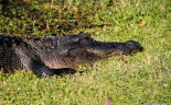 012 Everglades Shark Valley Bobcat Trail 012 Alligator