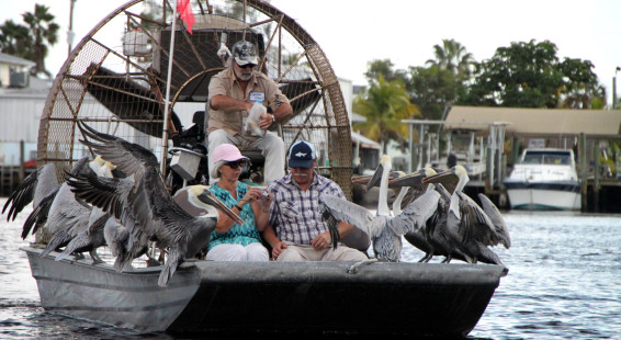 Everglades City 2013 019 airboat pelicans