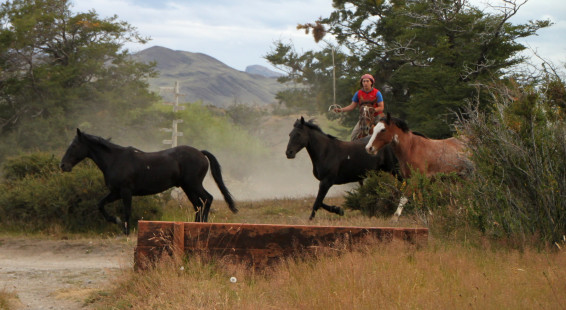 2014 17a April 25d Gauchos at roundup, Torres Del Paine