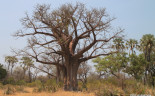 2014 19a May 9b  Baobob tree, Botswana