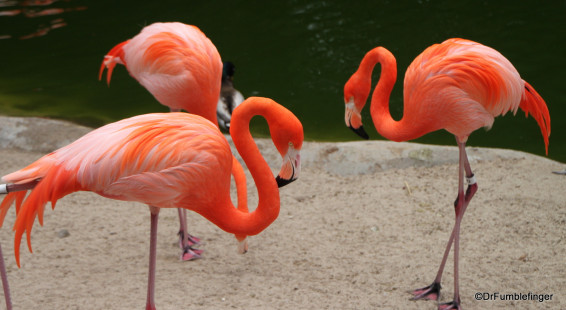 San Diego Zoo 03-2014 (21z) Flamingos