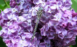 017 Spokane Lilac Garden