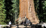 The “Grizzly Giant” in the Mariposa Grove, Yosemite National Park