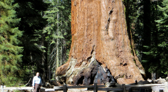 The “Grizzly Giant” in the Mariposa Grove, Yosemite National Park