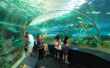 037 Ripley’s Aquarium of Canada.  Dangerous Lagoon  07-2014