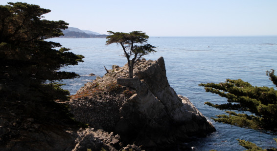 076 Seventeen Mile Drive, Pacific Grove 5-2014. Monterey Cypress