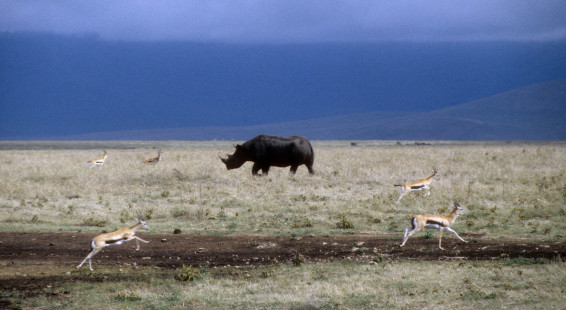 1999 Tanzania 001.  Ngorongoro Crater.  Black Rhino