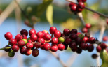 08 Greenwell Coffee Plantation