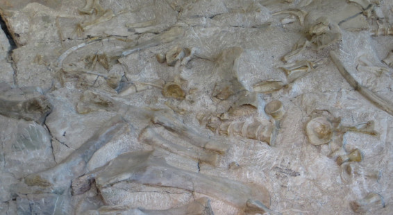12 Dinosaur National Monument.  Fossil Bone quarry site