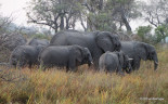 10-Elephants