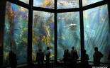 030 Monterey Bay Aquarium. Kelp Forest