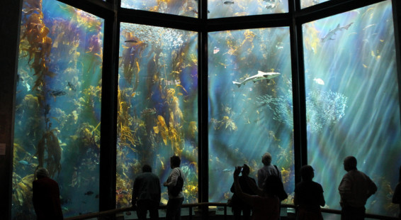 030 Monterey Bay Aquarium. Kelp Forest