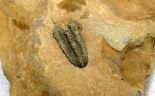 04. Stanley Glacier valley. Looking for fossils (54) Trilobite