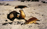 058 Kangaroo Island, Seal Bay