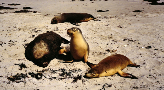 058 Kangaroo Island, Seal Bay