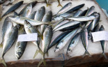 13-Catania-Fish-Market