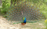 01 peacock yala