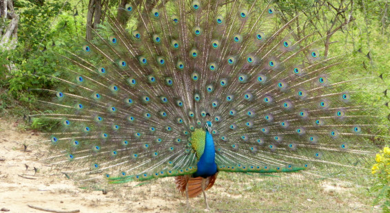 01 peacock yala