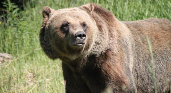 Golden B.C . Grizzly Bear Refuge (35)