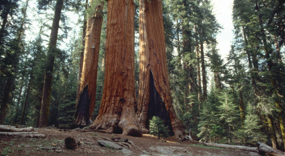 Sequoia National Park 6-90 017. Congress Trail
