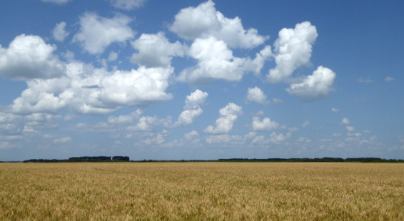 00 Prairie crops, Manitoba (16)