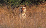 00 Panna Tiger Reserve