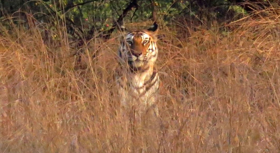 00 Panna Tiger Reserve
