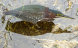 00 Green Heron, Everglades